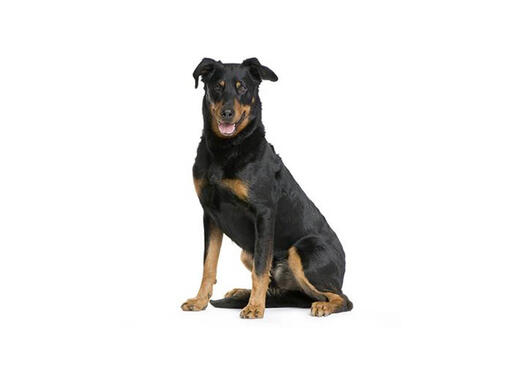 Dog breeds with black and hot sale tan markings